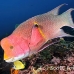 hogfish_streamer_gor_h_0094_ecu1603.jpg